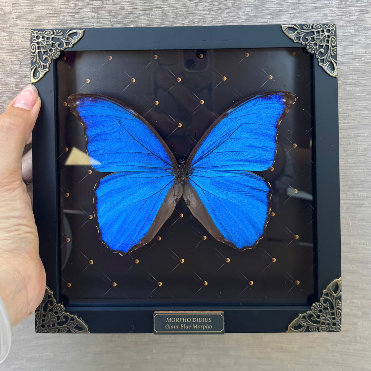 Real Morpho Didius Butterfly Framed Taxidermy, Blue Butterfly Wall Art, Insect Shadow Box Decor K19-22-DE