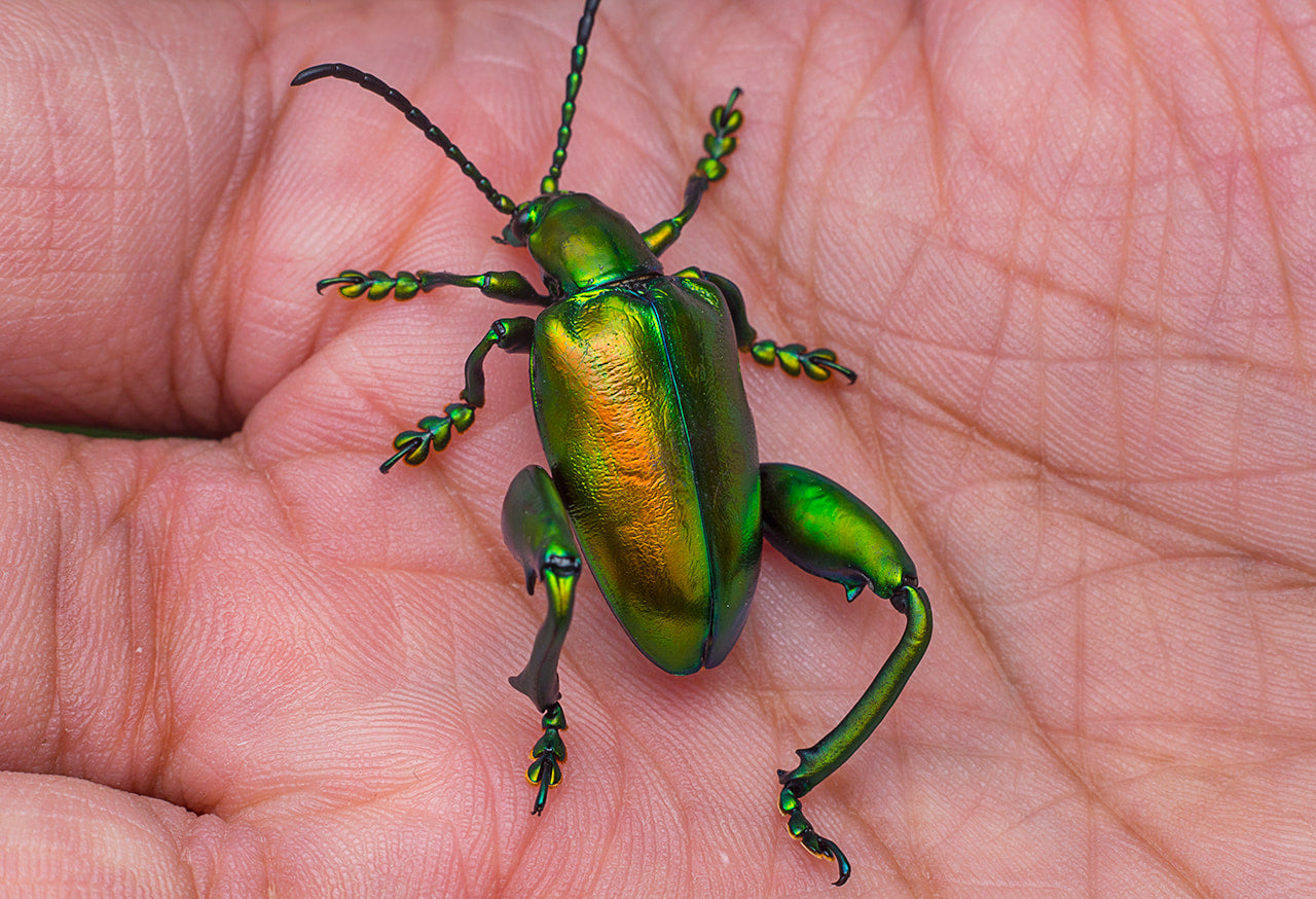 Real Frog-legged Beetle Specimen, Insect Bug Taxidermy, Insect Entomology Display, Décor