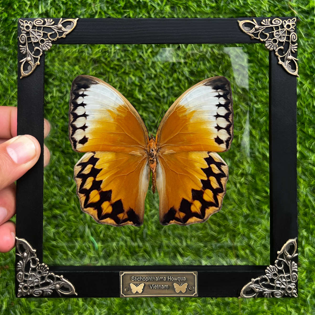 Real Yellow Butterfly Astronomy Moon Phase Star Astrology Special Floral Framed Customized K16-02-DE