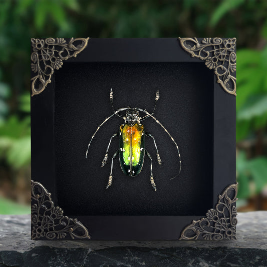 Real Metallic Longhorn Beetle Specimen, Gothic Insect Taxidermy Shadow Box, Oddities Wall Art, Home Decor - Anoplophora albopicta