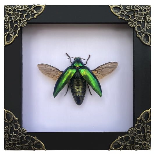 Real Framed Green Jewel Beetle Black Frame Dead Insect Dried Bug K12-98-TR