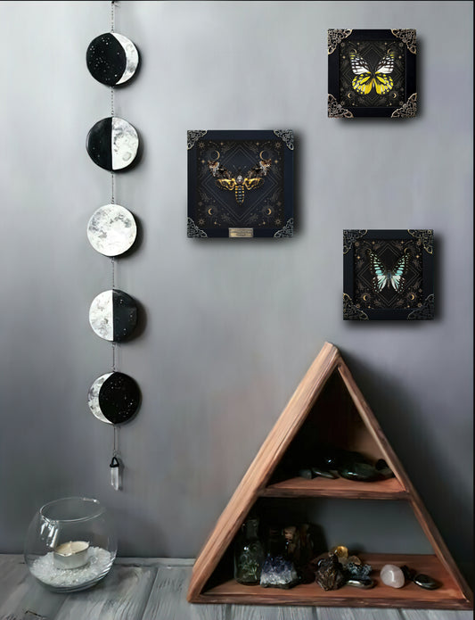 Real Luna Moth Moon Star Butterfly Framed Moon Phase Star Astrology Insect Universe Artwork Display Collection K22-33-AS5