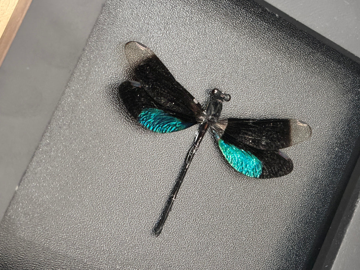 Metallic Black Green Dragonfly Specimen, Real Pinned Dried Insect Taxidermy, Entomology Specimen, Bug Art Collection