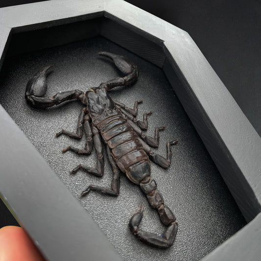 Real Scorpion in Coffin Framed, Insect Bug Taxidermy Collection, Halloween Gothic Art Display
