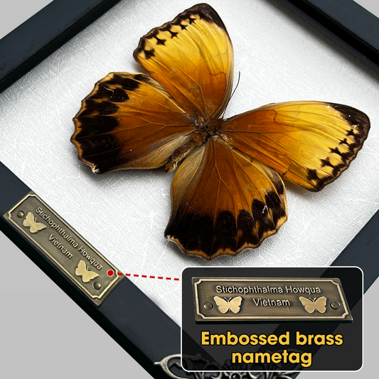Real Butterfly Stichopthalma Wooden Frame Dried Insect Specimens K16-02-TR