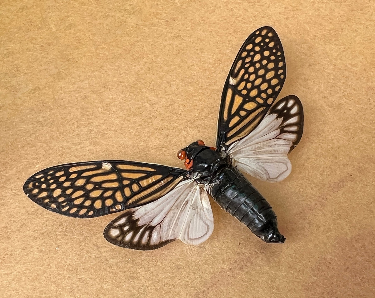 Real Cicada Specimen, Insect Bug Taxidermy Open wings, Insect Entomology Display