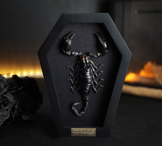 Real Scorpion in Coffin Frame 7" Bug Taxidermy Curiosities Oddities Gothic Halloween Decor