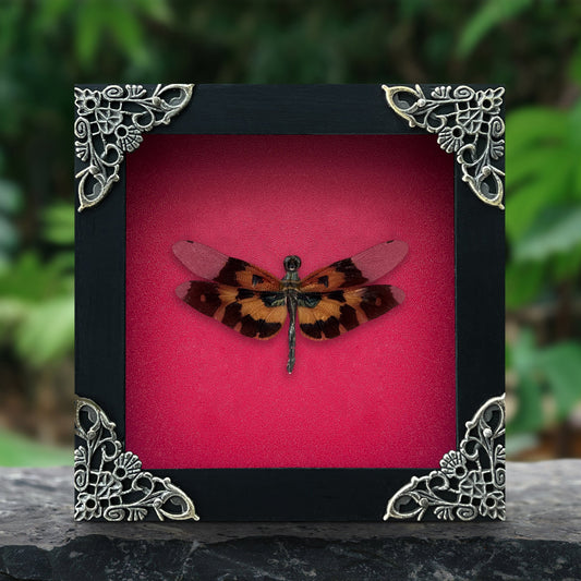 Real Dragonfly Specimen Framed, Insect Bug Artwork, Gothic Home Decor, Dark Academia, Oddities Wall Display - Rhyothemis variegata Female