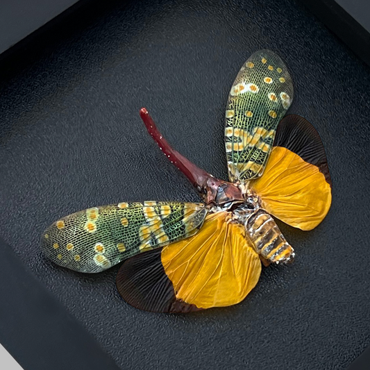 Real Framed Yellow Lanternfly Beetle White Wooden Specimen Oddities K12-55-DE