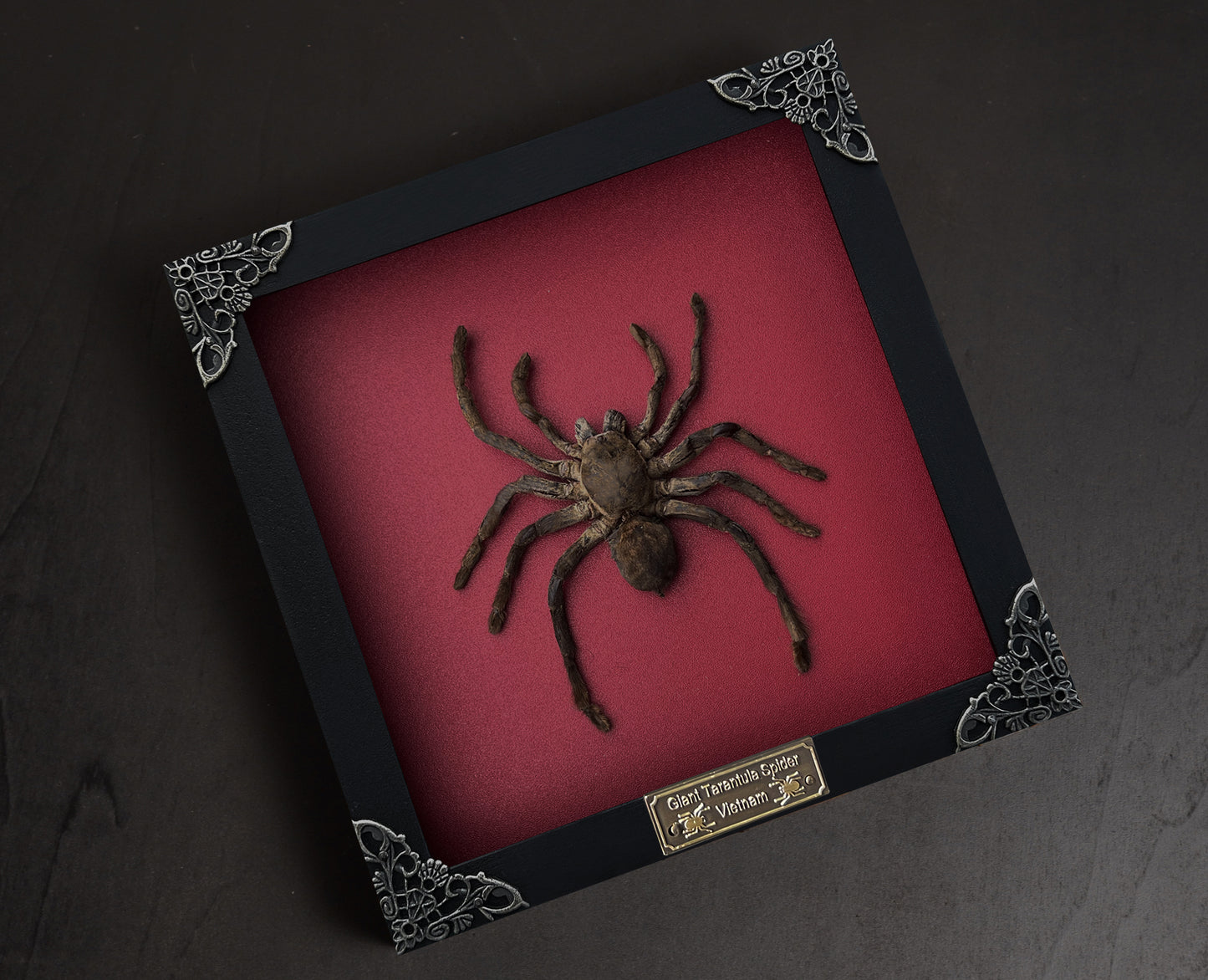 Real Giant Spider Frame Beetle Insect Gothic Decoration Artwork Home Decor