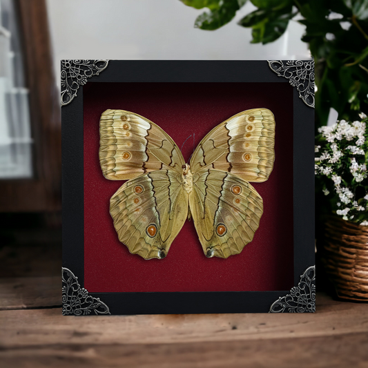 Real Jungle Queen Butterfly Framed, Gothic Insect Wall Decor, Pinned Butterflies Shadow Box, Birthday Gift