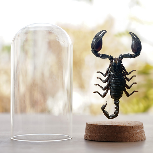 Scorpion Glass Dome Preserved Dried Insect Beetle Gothic Decor DOME8.16-51