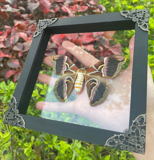 Real Moth Entomology Shadow Box Insect Gothic Decor