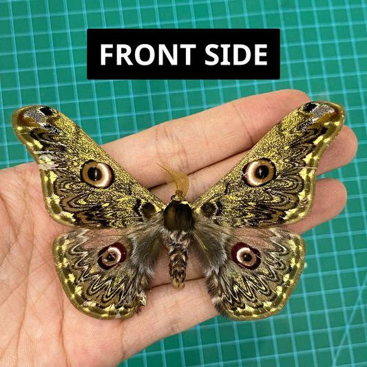 Real Caligula Anna Moth Taxadermy, Dried Specimen Spread Wings, Real Insect Entomology Display