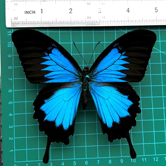 Real Papilio Ulysses Butterfly – Blue Emperor Swallowtail Specimen