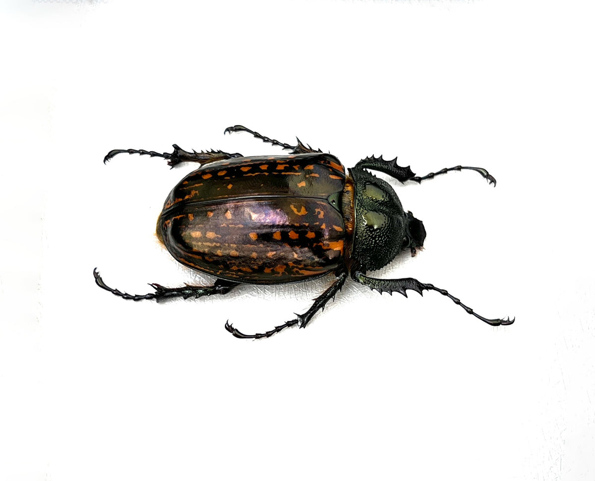 Real Pair Long-armed Scarab Beetles Specimen, Insect Bug Taxidermy, Insect Entomology Display, Décor