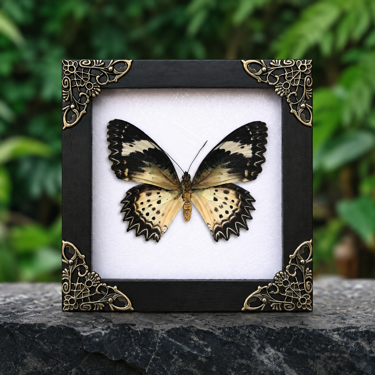 Female Leopard Lacewing Cethosia cyane Frame