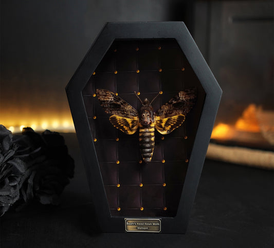 Real Death Head Moth in Coffin Framed, Moth Taxidermy, Insect Gothic Art, Halloween Gift Decor