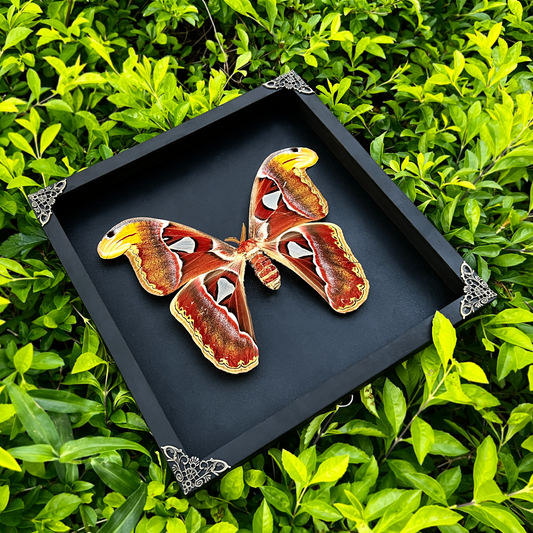 Real Atlas Moth Attacus Atlas Framed, Preserved Insect Bug, Oddity Wall Decor, Birthday Gift