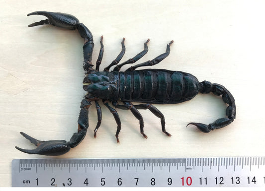 6 Real Cicada Scorpion Specimens Collection Bug Mounted Dead Animal Preserved Entomology Oddity Scientific Lover Insect Nature Office Desk Art Artwork Display UM-09
