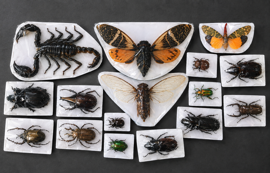 15 Mixed Beetles Bees Cicada Scorpion