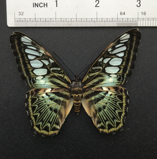 Real Butterfly Specimen, Clipper Parthenos sylvia, Butterfly Taxidermy Open wings, Insect Entomology Display, Décor