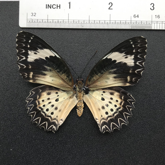 Real Butterfly Specimen, Leopard Lacewing, Butterfly Taxidermy Open wings, Insect Entomology Display, Décor