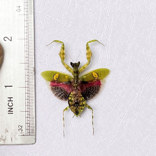 Real Jeweled Flower Mantis Pinned Specimen, Dried Insect Display for Collectors & Nature Decor