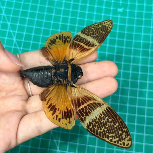 Real Giant Cicada Specimen, Insect Bug Taxidermy Open wings, Insect Entomology Display, Décor