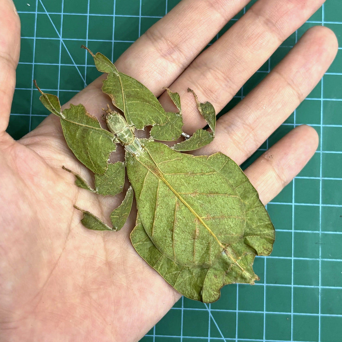 Real Green Leaf Bug Specimen, Insect Bug Taxidermy, Insect Entomology Display, Décor