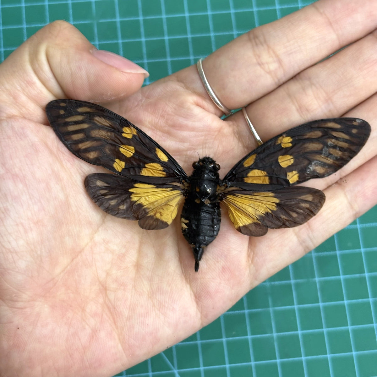 Real Butterfly Cicada Specimen, Insect Bug Taxidermy Open wings, Insect Entomology Display