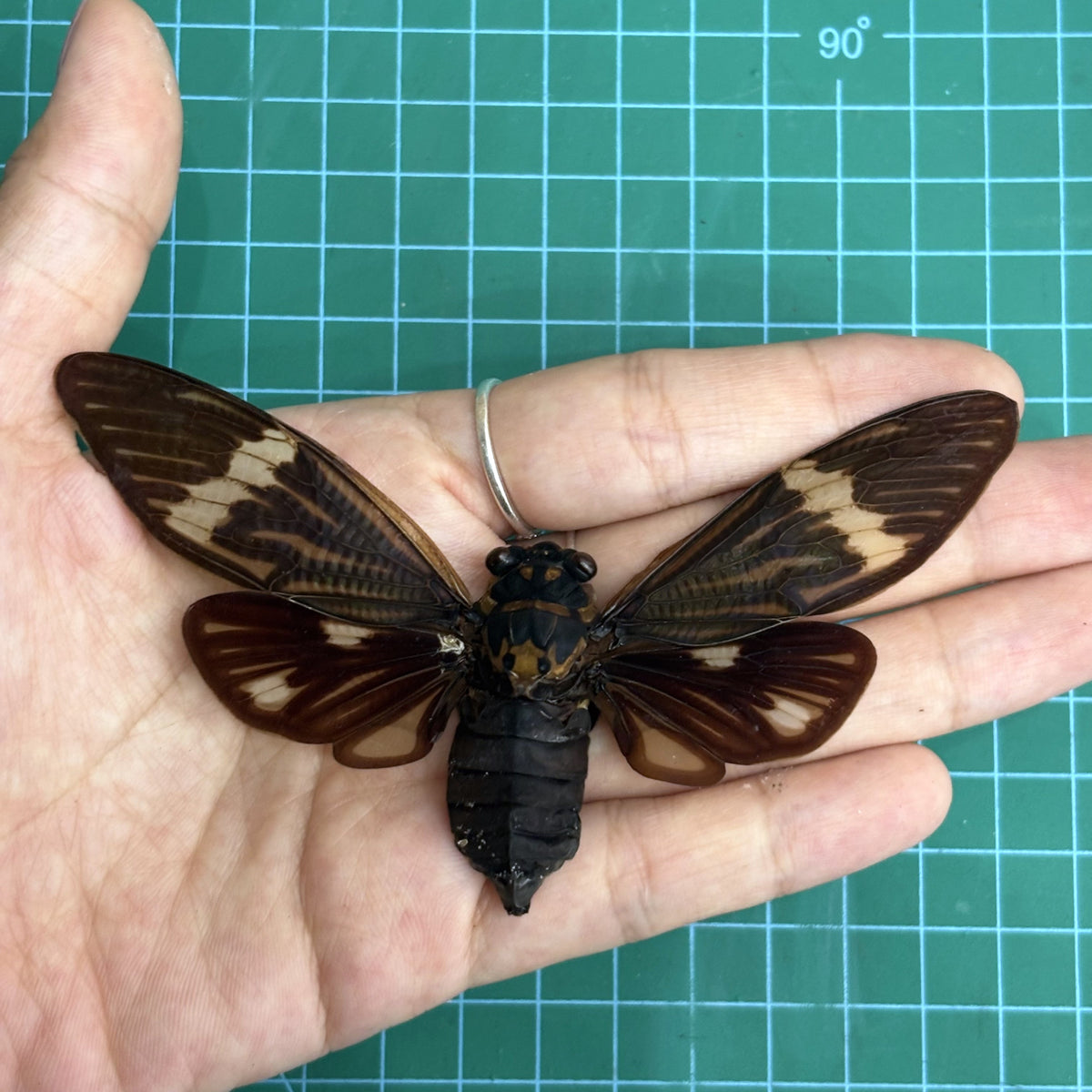 Real Black Cicada Specimen, Insect Bug Taxidermy Open wings, Insect Entomology Display