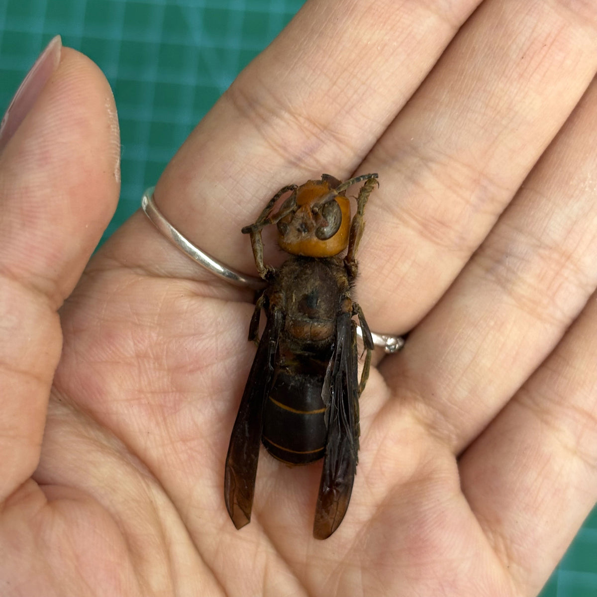 Real Vespa mandarinia Specimen, Insect Bug Taxidermy Open wings, Insect Entomology Display