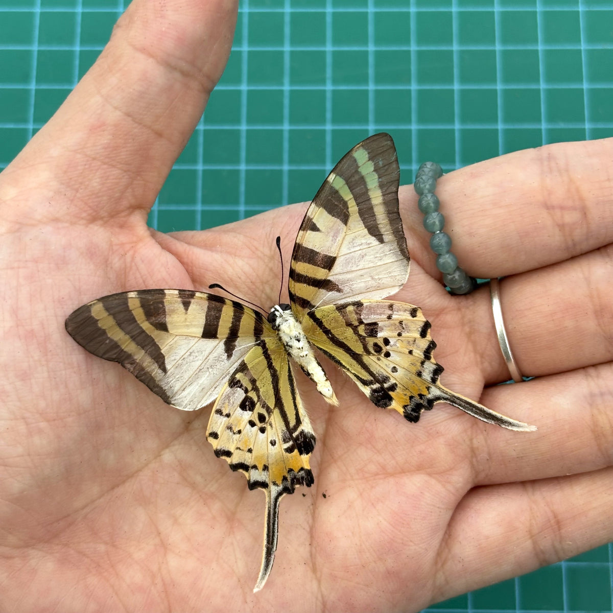 Real Butterfly Specimen, Five bar Swordtail Graphium antiphates, Butterfly Taxidermy Open wings, Insect Entomology Display, Décor