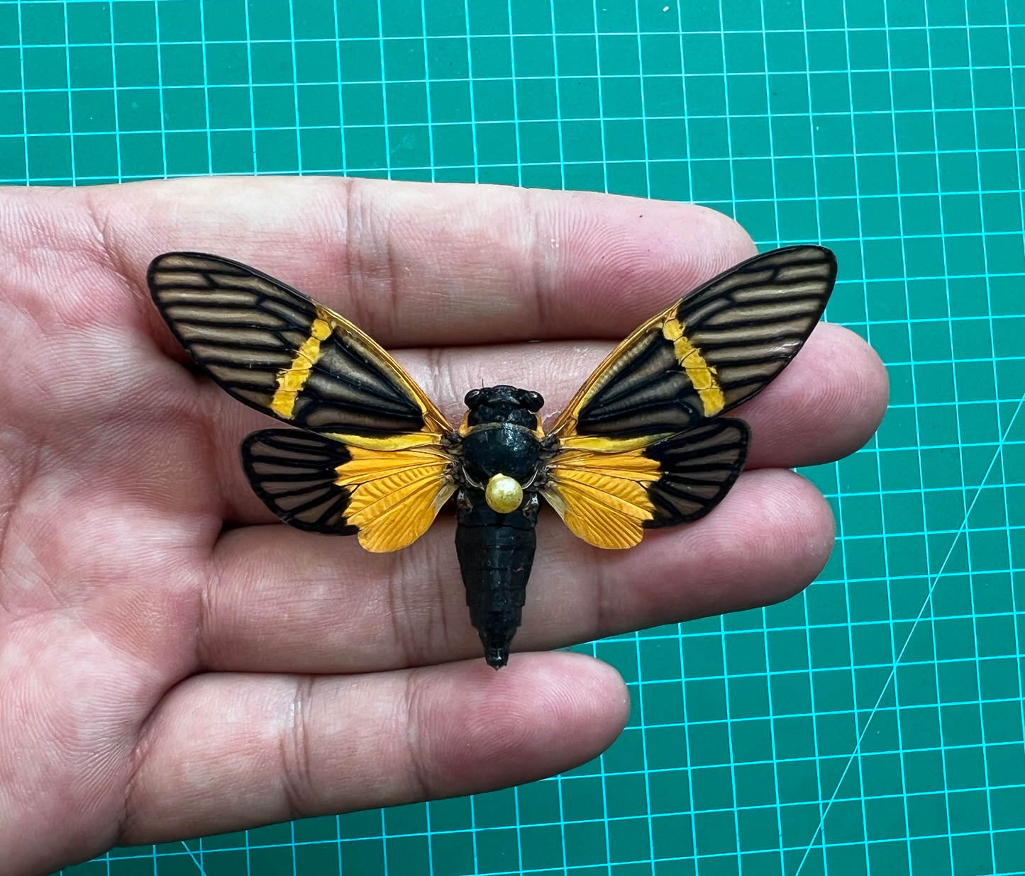 Real Cicada Beetle Insect Insect Bug Entomology Cicadas Cicadoidea Mounted Opened Wings