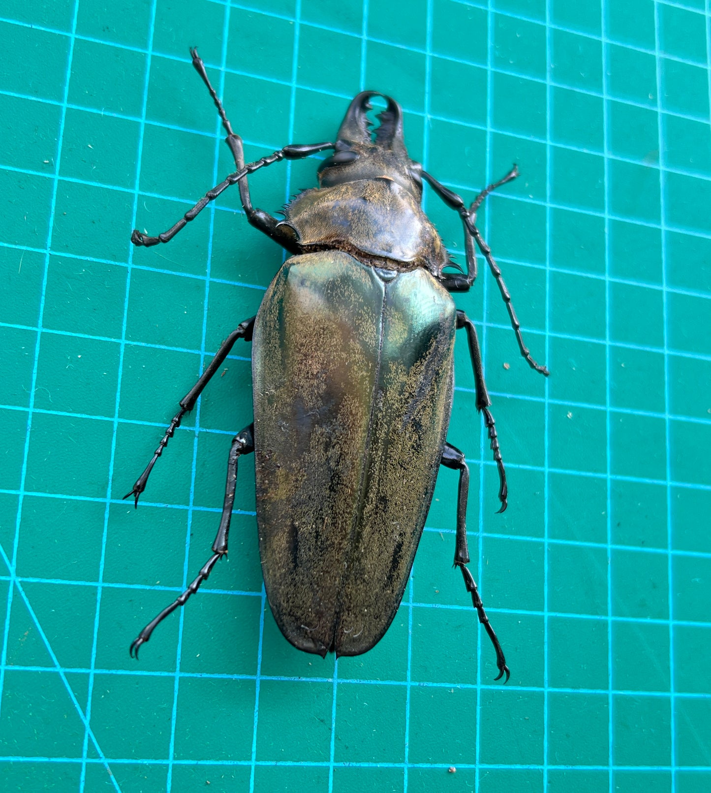 Real Stag Beetle Specimen, Insect Bug Taxidermy Open wings, Insect Entomology Display