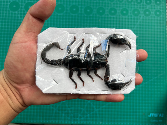 6 Real Giant Scorpion 7” Large Beetle Insect Bug Entomology Oddity UM11