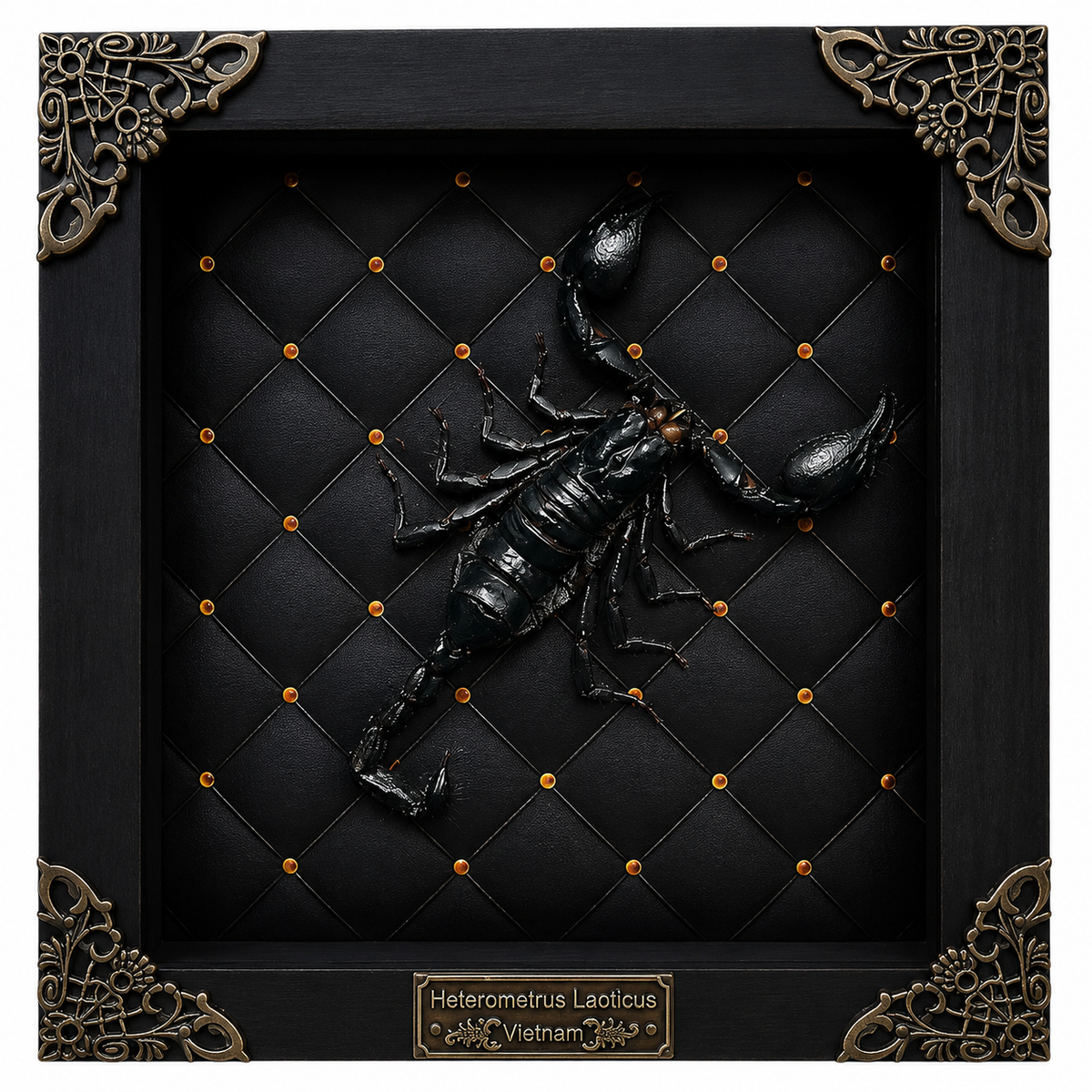 Scorpion Real Wooden Framed Dried Insect Shadow Box OddityBug K16-51-NEM