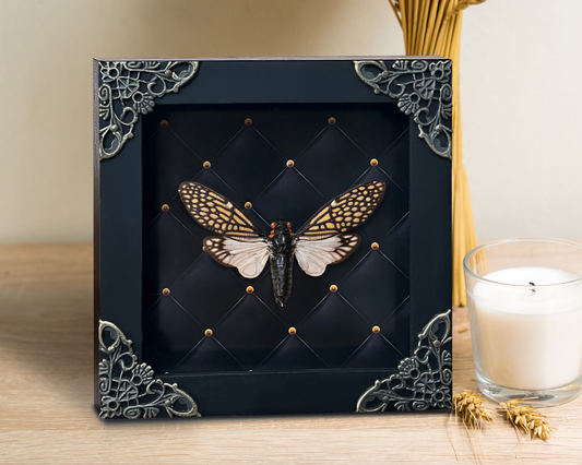 Real Framed Cicada Tailanga White Wooden Specimen Oddities K12-63-NEM