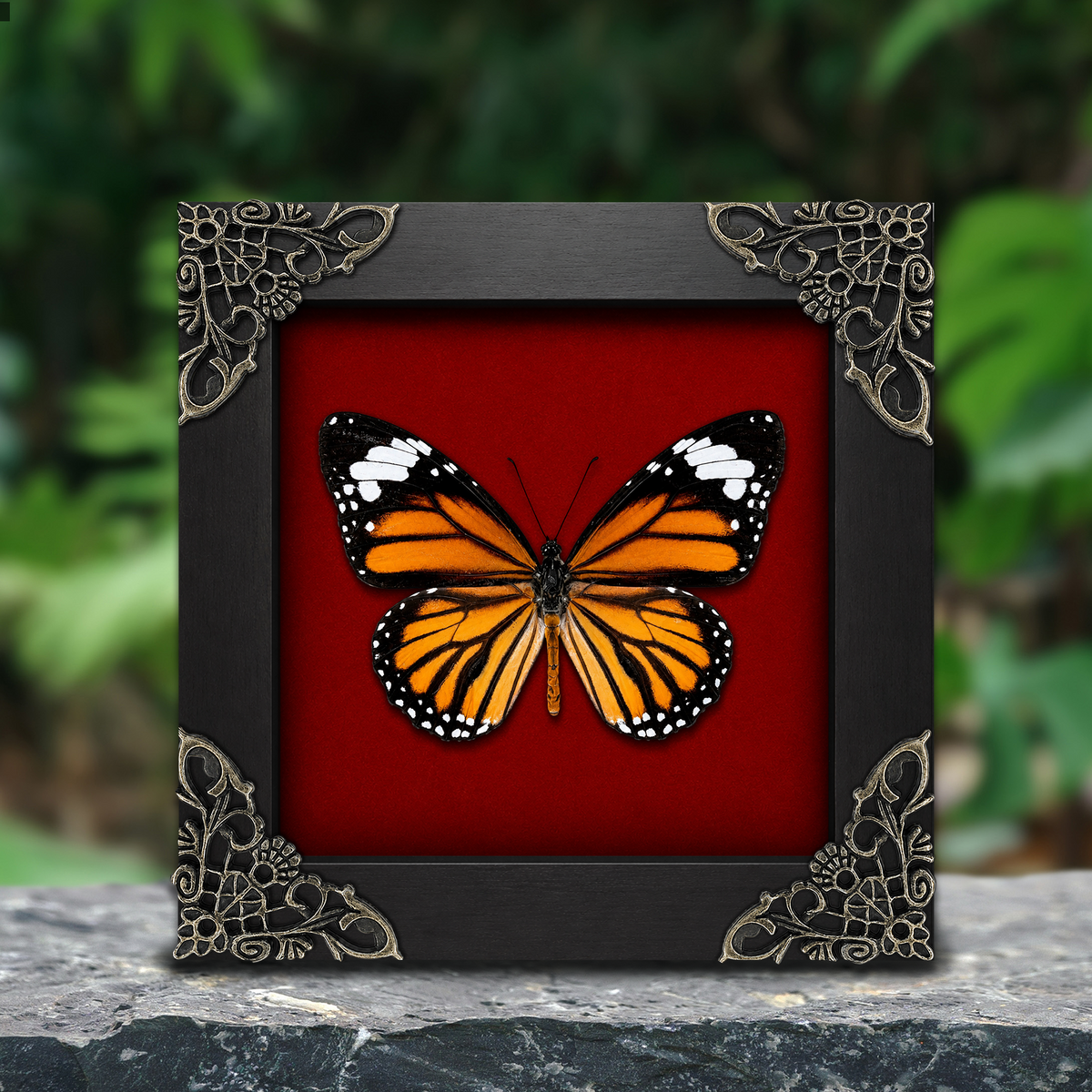 Striped Tiger Butterfly Danaus genutia Frame