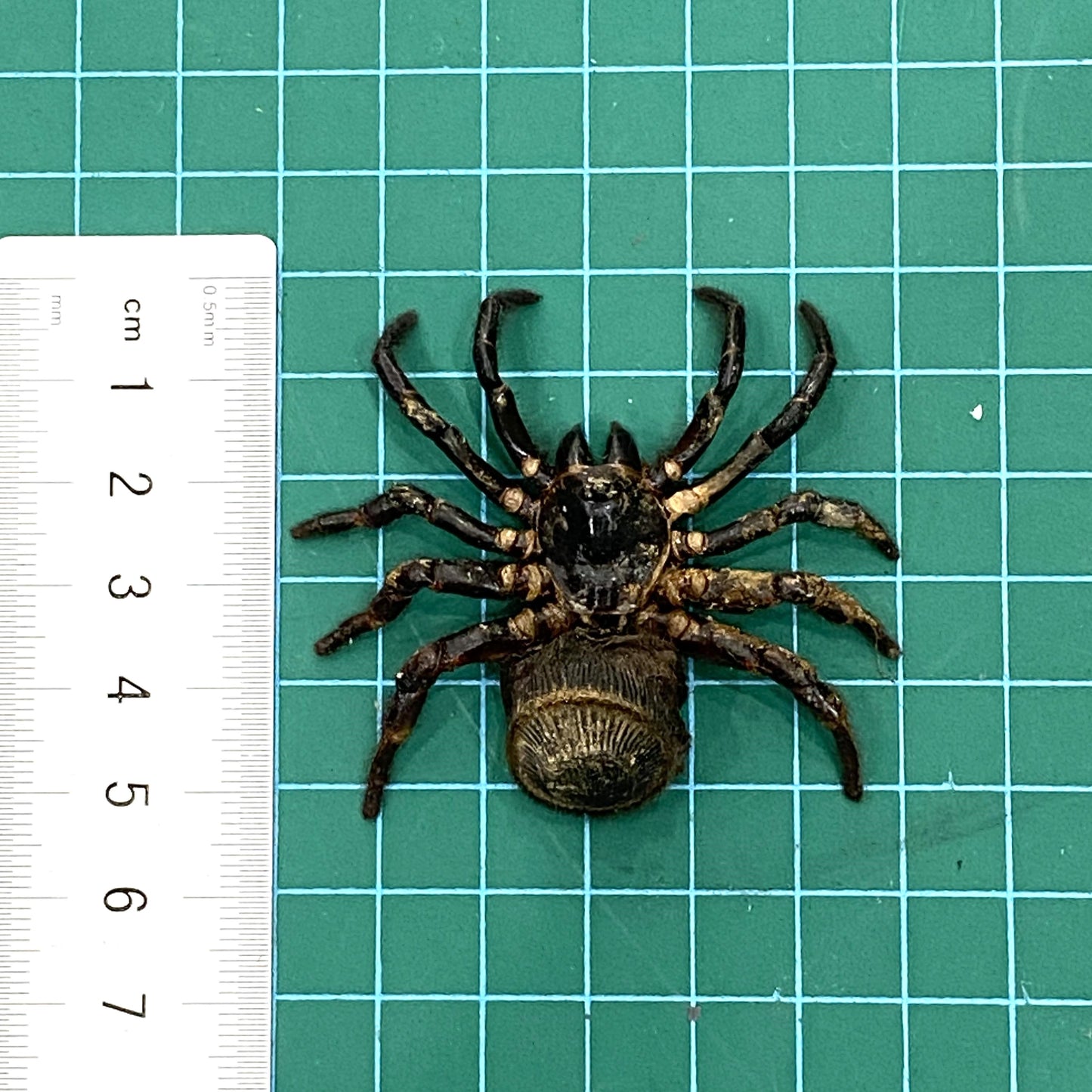 Real Spider Taxidermy, Pinned Dried Tarantula Insect Specimens, Oddities Curiosities Collection