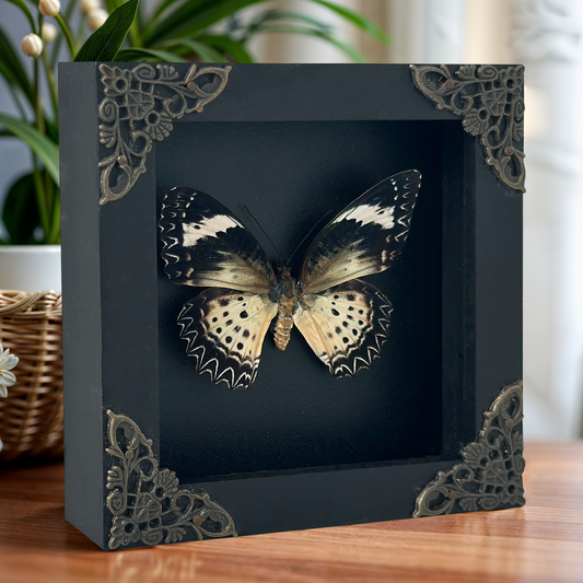 Leopard Lacewing Butterfly in Shadow Box, Wall Hanging Decor, Real Butterfly Framed, Gift for Entomology Lover