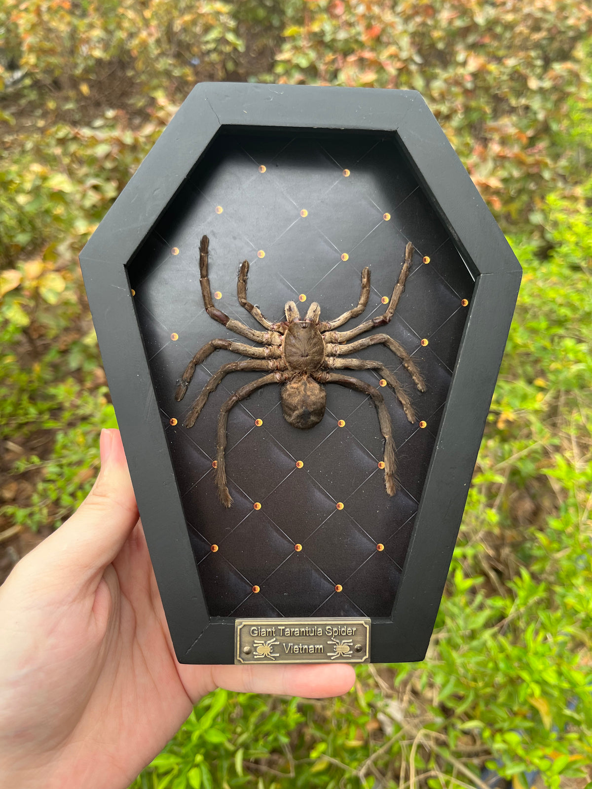 "Real Spider Tarantula 7" Coffin Framed"