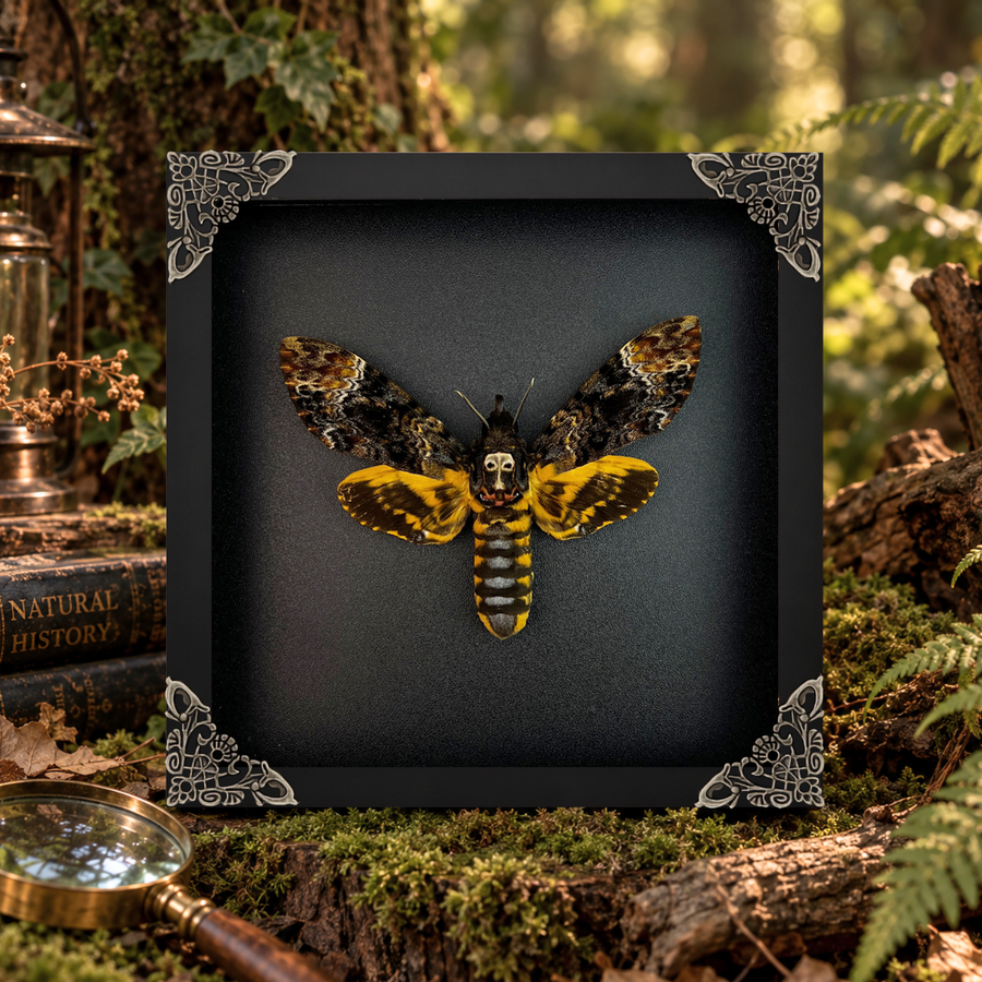 Death Head Moth