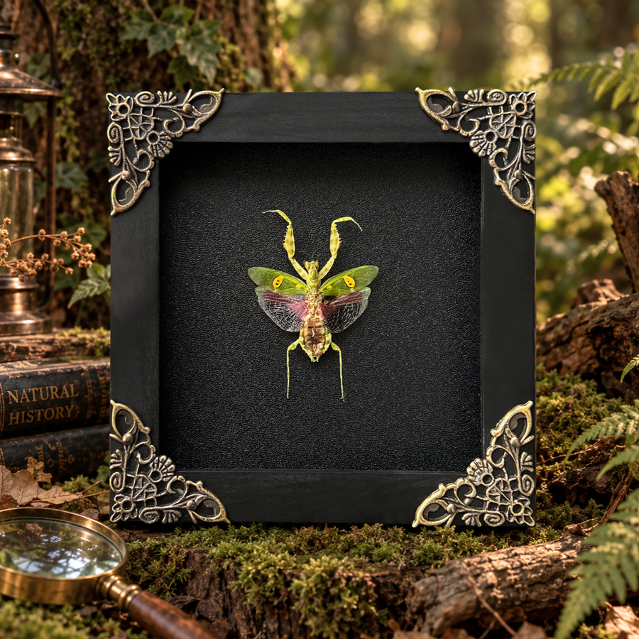 Flower Praying Mantis