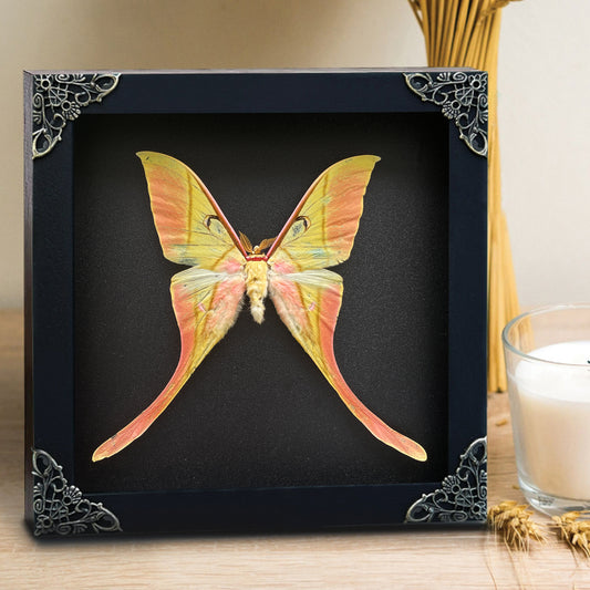 Real Actias Luna Moth Framed Butterfly Dead Insect Dried Bug Shadow Box Specimen Display Tabletop Decoration Artwork Gallery Decor Living K18-38-DE