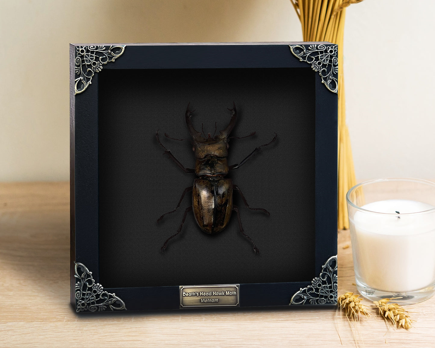 Real Framed Lucanas Beetle Bee Black Shadow Box Specimen Oddities K12-57-DE