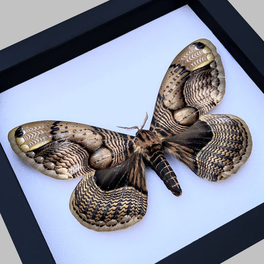 Real Moth Framed Butterfly Dead Insect Lover Dried Bug White Frame Shadow Box K18-21-TR