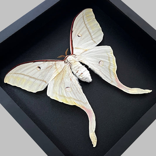 Real Framed Luna Moth Actias Black Handmade Shadow Box Dried Bug Unique Entomology K22-33-DE
