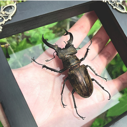 Real Framed Lucanas Beetle Bee Black Shadow Box Specimen Oddities K12-57-KINH